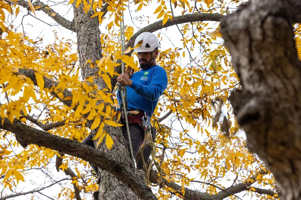 Skilled Dead Tree Removal crew working in Benton