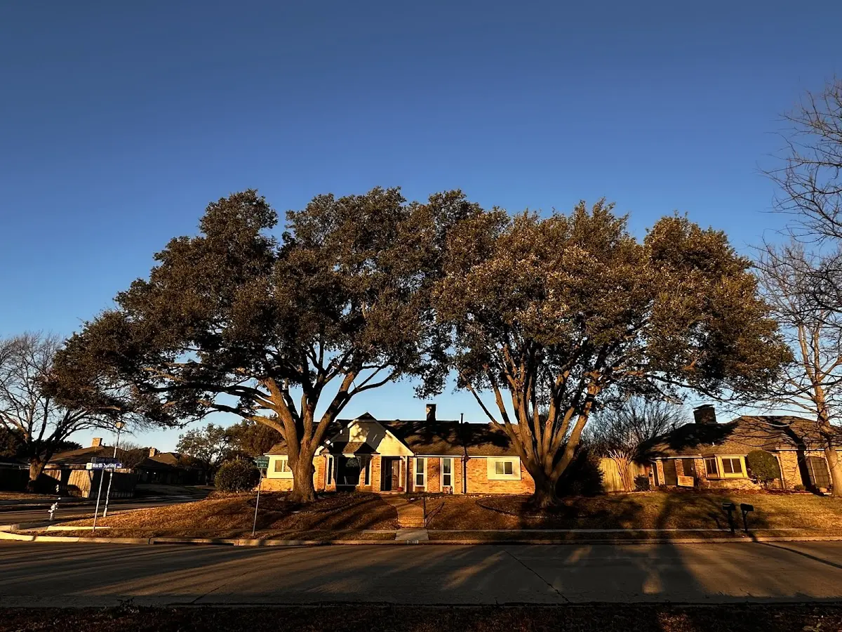 Established residential canopy tree shading a home in Benton